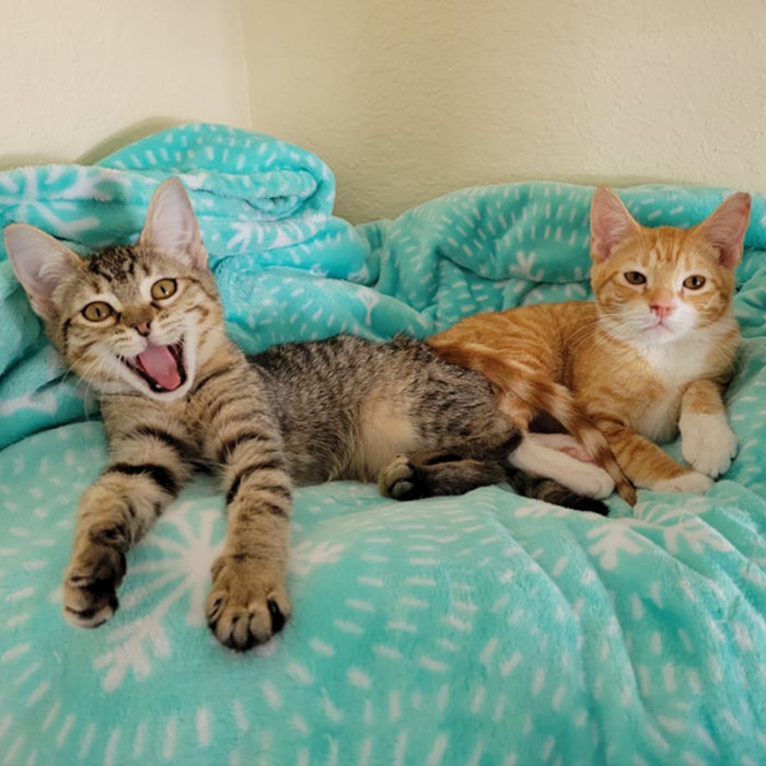 Wherever they go, they are always together.