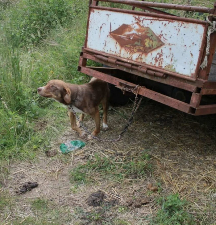 Duke, a 10-month-old dog, was chained to an old truck and left to die