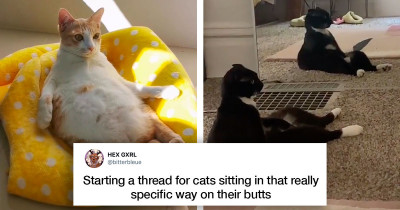 Cats Comfortably Sitting In The Weirdest Positions Get Shared On Twitter And They're All Hilarious