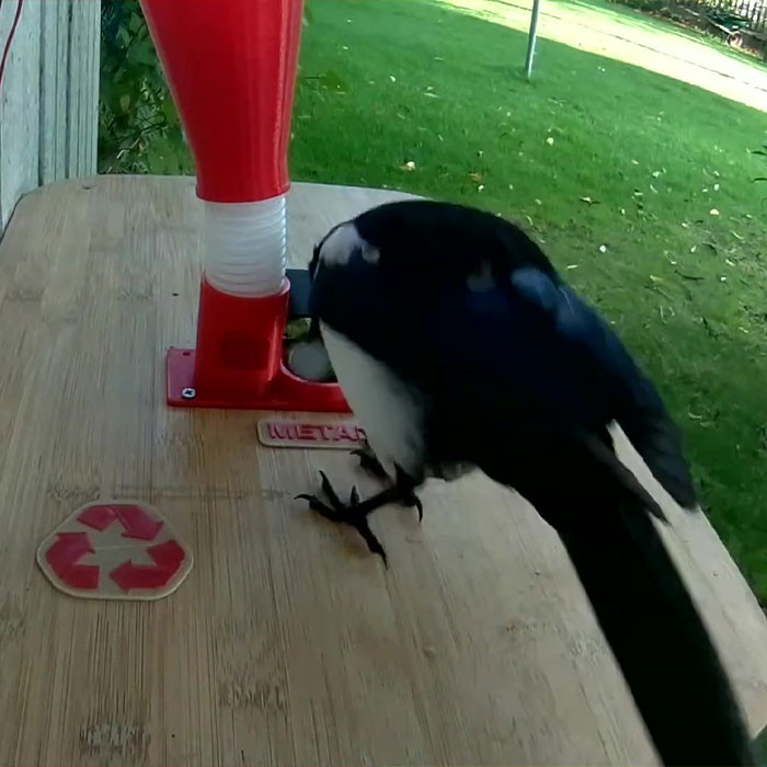 Man’s bottle-cap bird feeder attracts cautious magpies and brave chicks