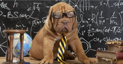 Incredibly Impressive Stories of Super Intelligent Pets