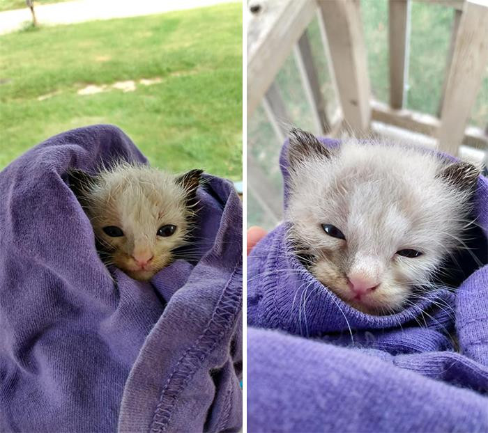 "My Brother Spotted This Little Baby In The Middle Of The Road, So He Brought Her Over To Give Her A Bath. He Bought Some KMR Since She Seems To Only Be Around 2 Weeks Old And Took Her Home"