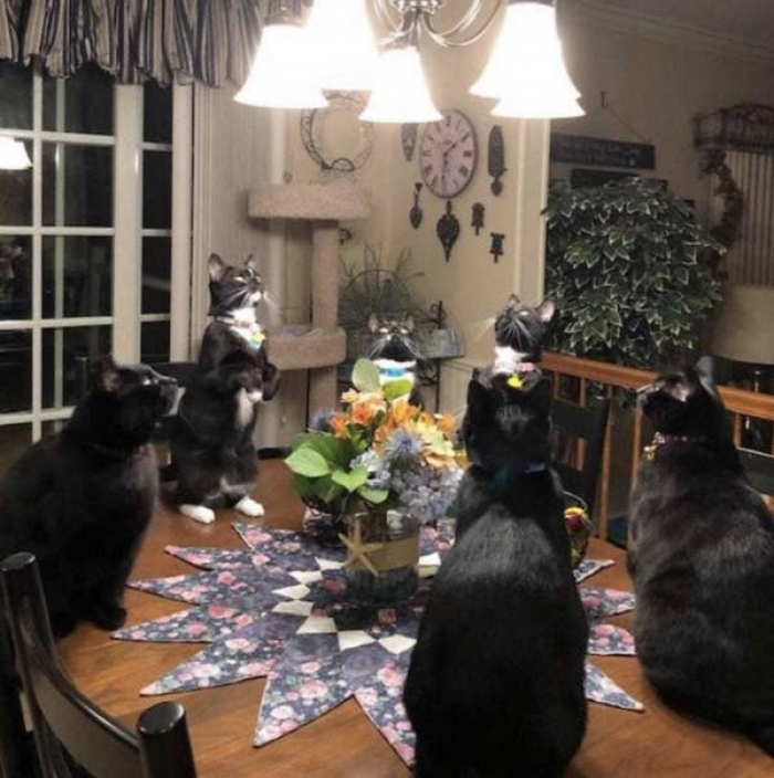 4. These cats look like they are summoning ghosts…