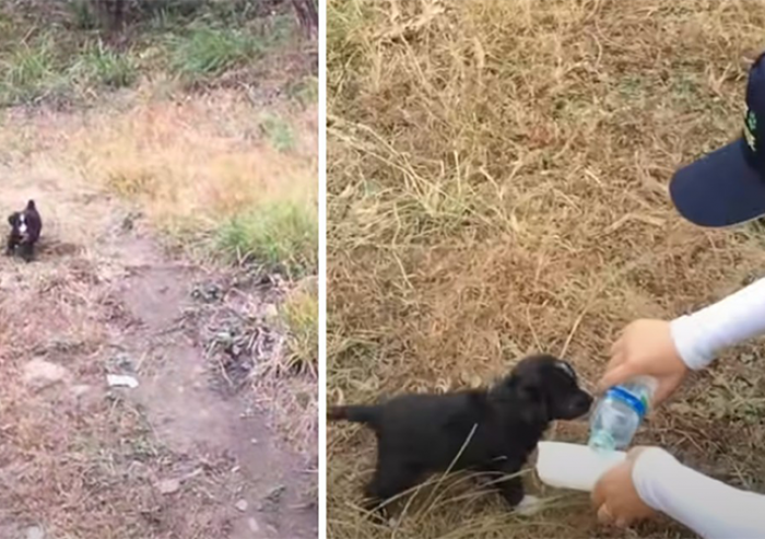 Rescuers were so touched by this unselfish action. Little puppy led them to his friends in need.