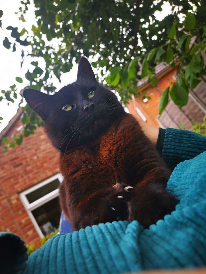"My Chest, Not My Cat! Spotted This Beautiful Big Guy In My Dad's Garden A Few Days Ago"