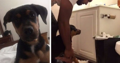 This Smart Dog Owner Taught His Puppy A Lesson In The Most Adorable Way Possible