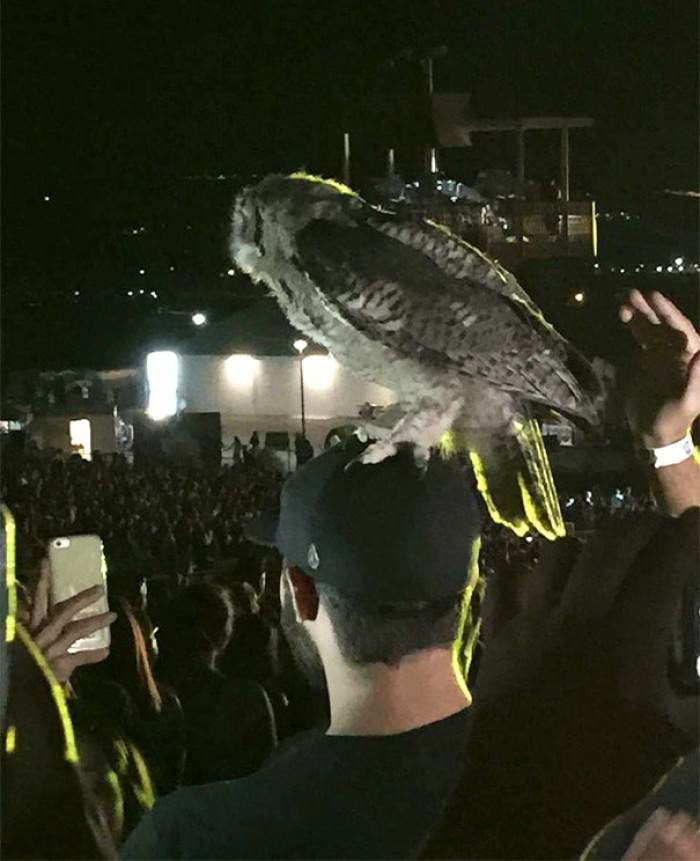13. Owl Landed On My Friend's Head At A Luke Bryan Concert