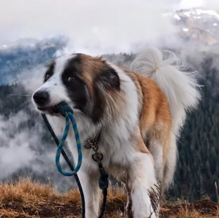 Good boy taking himself for a walk