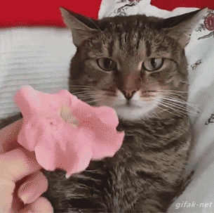 38. "The level of f#cks that I will force you to give for this..."