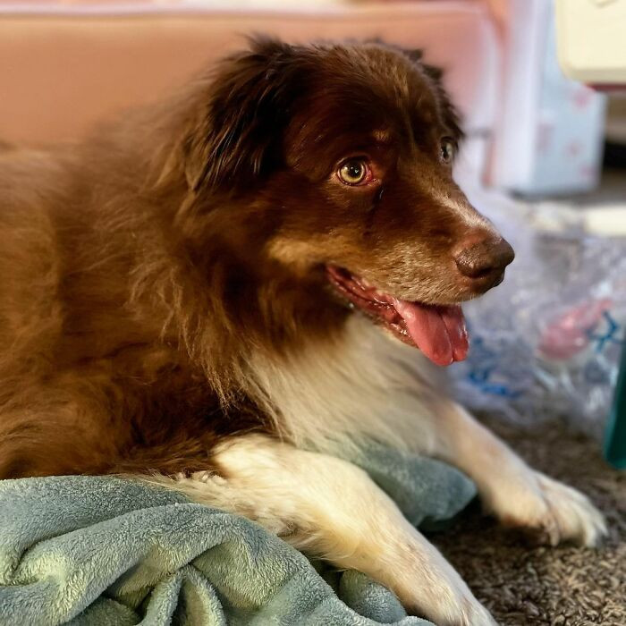 “The amount of people who have supported us has been insane, and I feel like we’re going to be able to give him a level of care that wouldn’t have been available to him otherwise,” Ashton said.