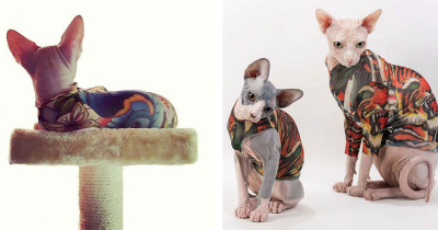 Tattoo Sleeves For Cats Are The Newest Accessory That Will Make Your Cat Look Like A True Badass