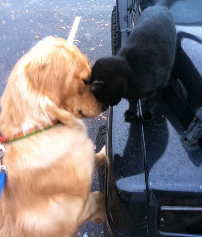 8. "First time meeting a cat. He's loved them ever since."