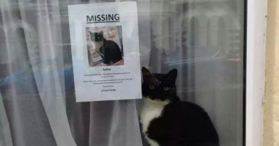 Missing Cat Discovered Sitting Right Next To His Own “Missing Cat” Poster