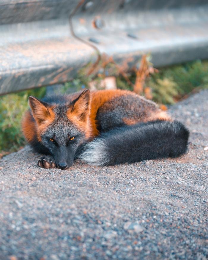 Historically, the Cross Fox was once considered an entirely separate species from the Red Fox.