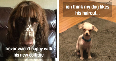 Dog Owners Who Tried to Groom Their Best Friends While in Self-Quarantine and Regretted Their Decision Instantly