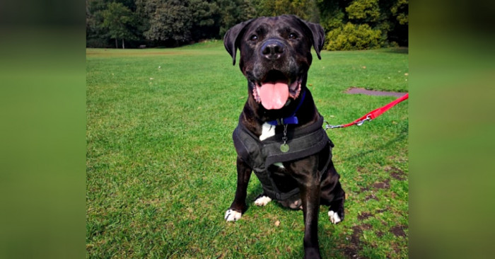 Dog sitting calmly at an animal shelter kennel during reunion