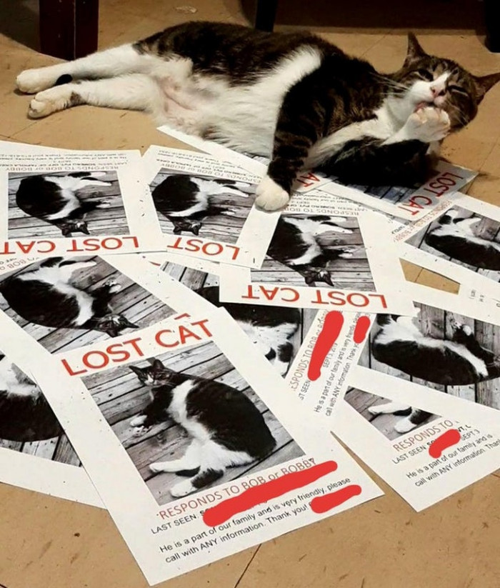 Proof that your cat is literally laughing at you?