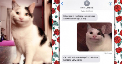 This Cute Kitty Has The Most Polite Smile You've Ever Seen