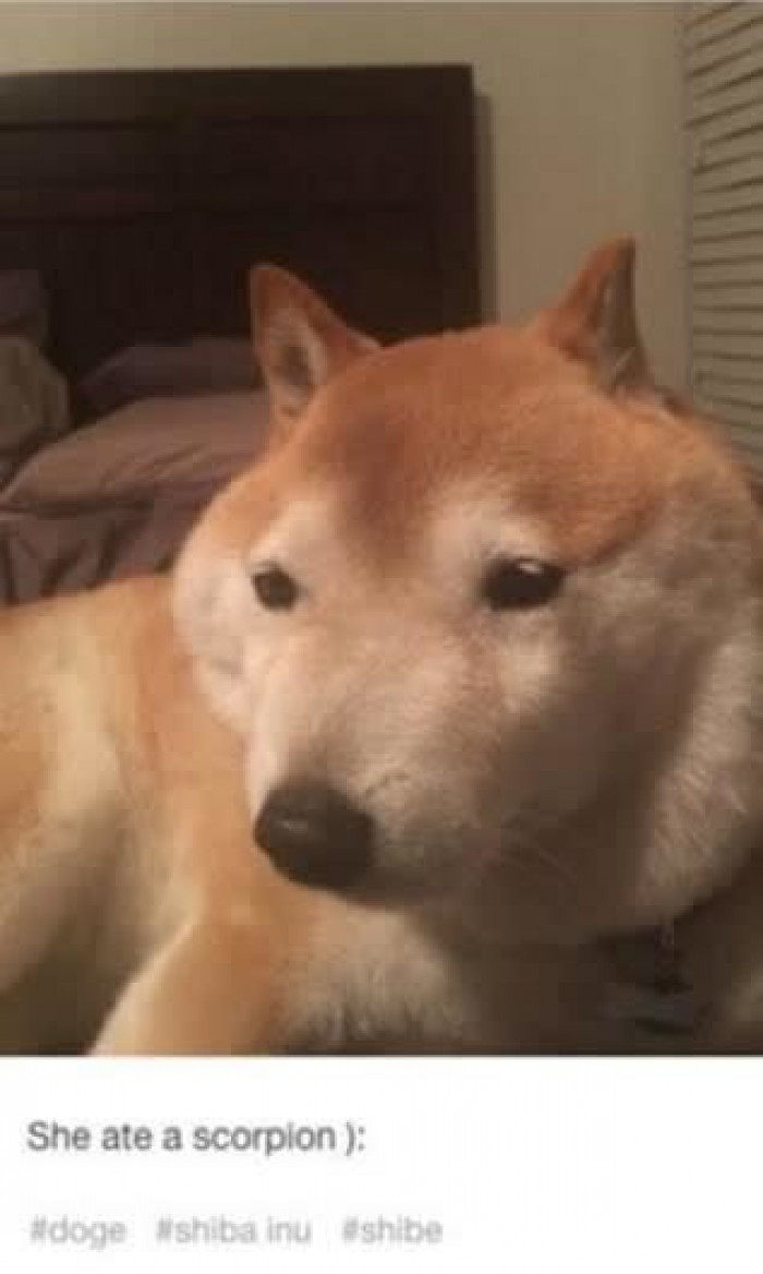 Even things that aren't good for them. But they test them out anyway to make sure we humans are safe!