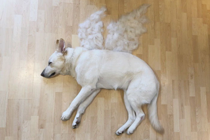 Person holds a groomed rescue dog, showcasing playful fur art results.