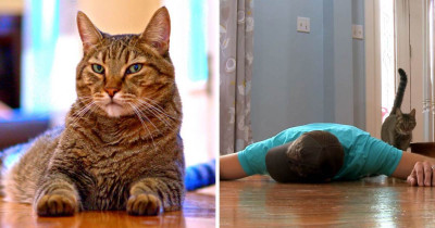 Man Fakes His Own Death In Front Of His Cat And Is Surprised By The Reaction He Gets