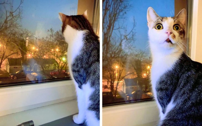 15. "Our cat looking out the window for the first time since we moved to an apartment."