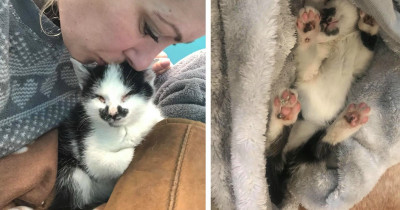 Blind Kitten Was Saved From Shelter When Woman Heard Him Meowing At Her
