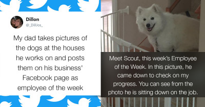 This Hardwood Floor Company Posts People's Pet Dogs as Employees of the Week