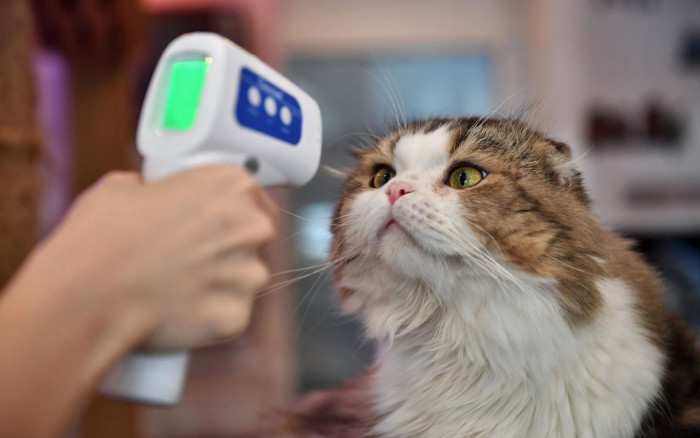 Pet cat resting indoors, UK home setting during COVID diagnosis report