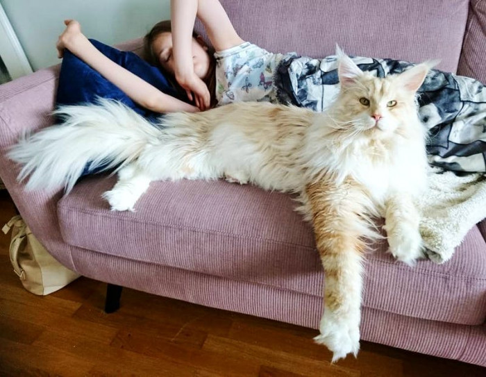 Maine Coon cats are known for their rather large size, but Lotus is still bigger than most.
