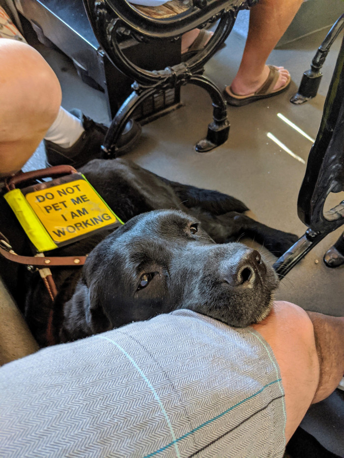 2. Dog at work