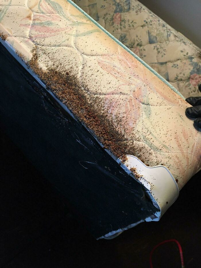 25. A bedbug-infested apartment.