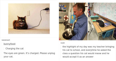 Undeniable Evidence That Tumblr Has Some Of The Funniest Cat Posts On The Internet