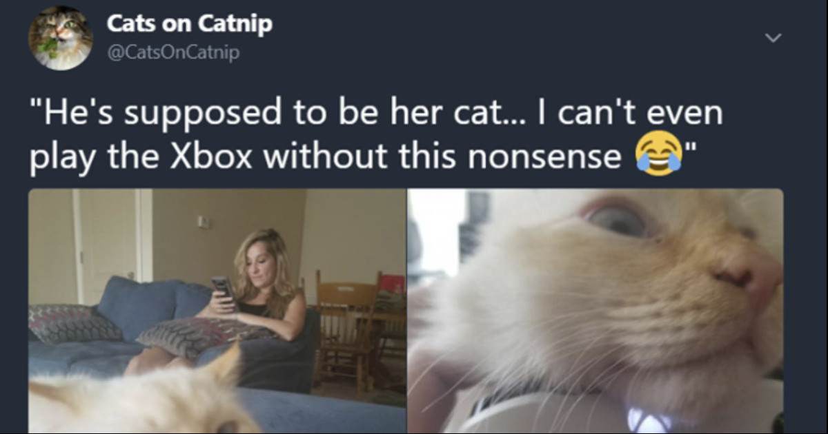 The Best Cat Posts Of This Week Cats on Catnip