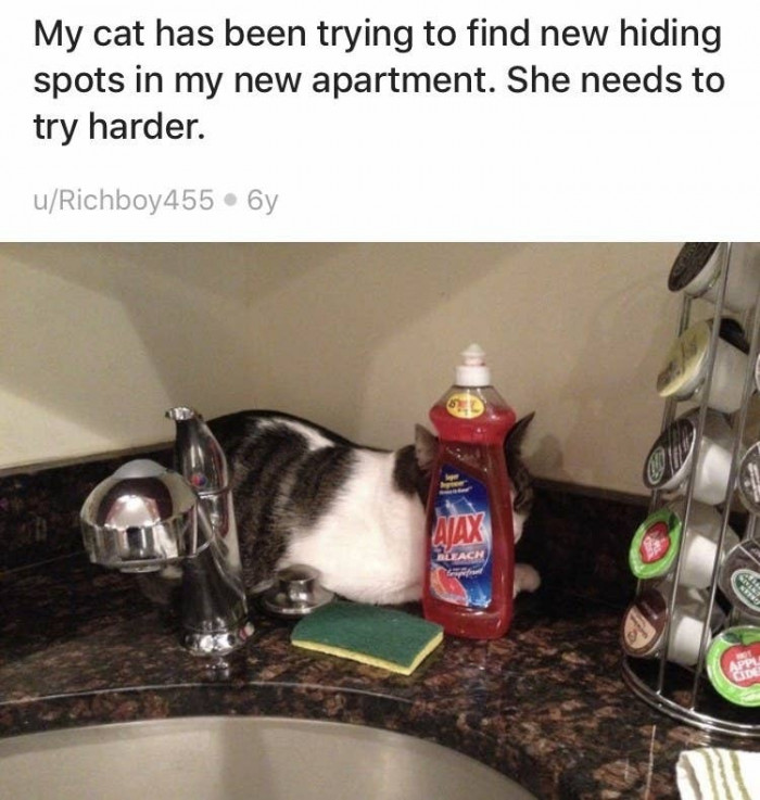 3. Take it up a notch, kitty.