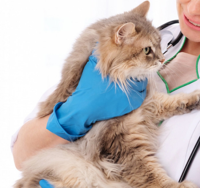 Cat carrier and veterinary supplies near a UK household, COVID case update