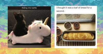 Purr-fectly Funny Cats To Make Your Day Better