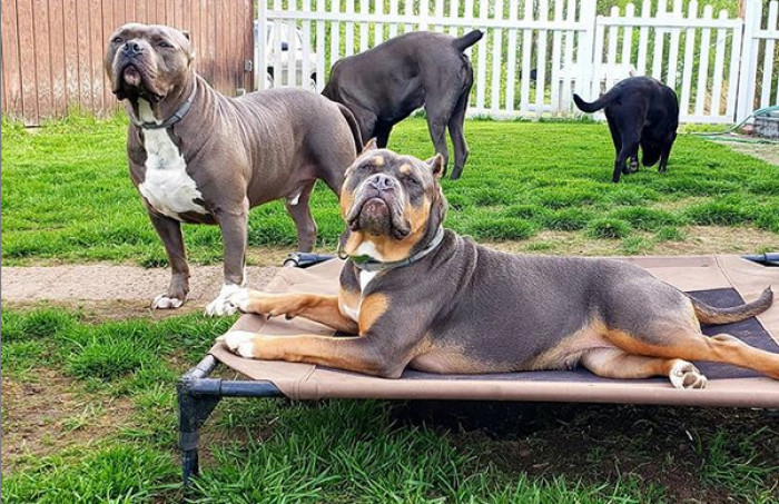 Most of the time, the dogs can be seen doing what they do best: cuddling together.