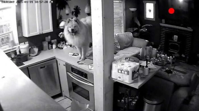 Wookie loitering on the counter