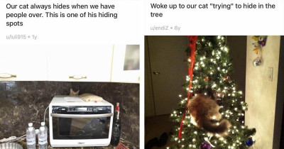 Cats Caught Hiding In Unusually Random Funny Places