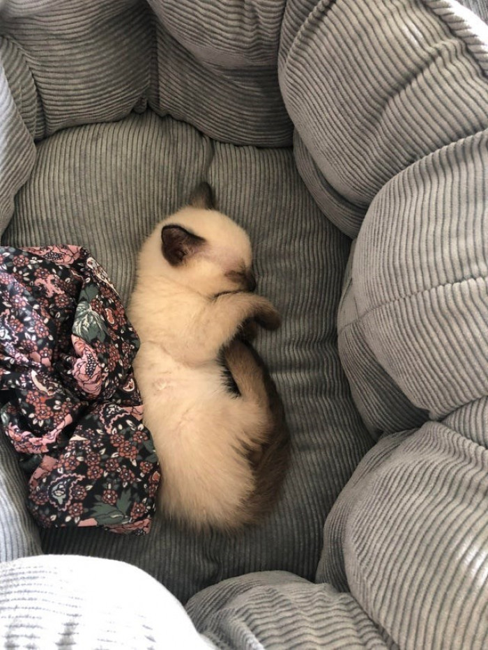 13. "World, meet Pretzel! 🤩"