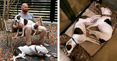 Dave Bautista Adopted Two Abandoned and Abused Pit Bulls From A Shelter
