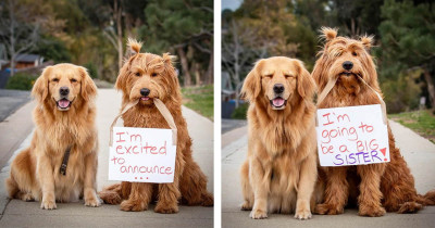 This Funny Picture Of A Pregnant Golden Retriever Resting With Snacks All Around Became Viral Instantly