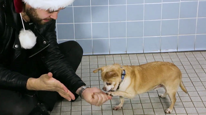 Shelter dogs react with wonder during a Christmas magic performance in New York.
