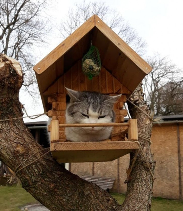 5. "Sorry, bird, this is my place now."