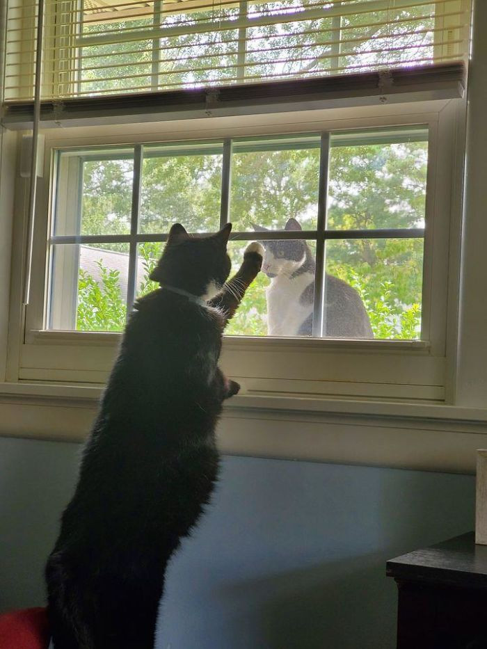 "Was On Zoom For Class And Turned Around And Did A Double Take. Inside Cat Mine, Outside Cat Not My Cat. Da Baby (My Cat) Tapped The Window And Outside Cat Looked At Him Like He/She Saw A Ghost And Ran!"