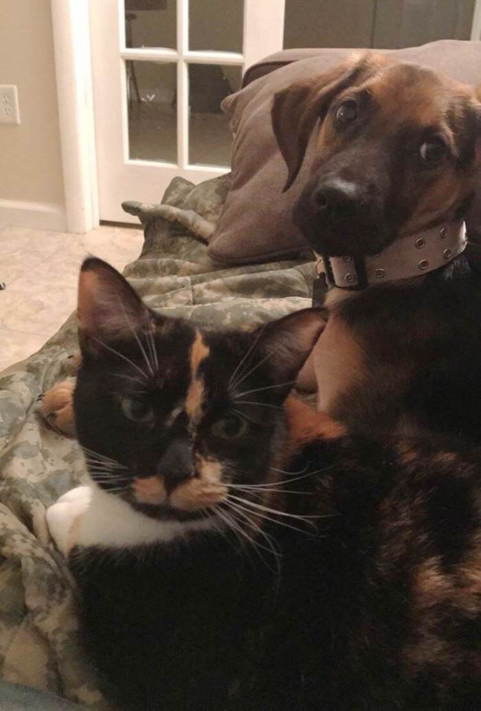 Shelter room scene with volunteers, a cat approaching a visiting man