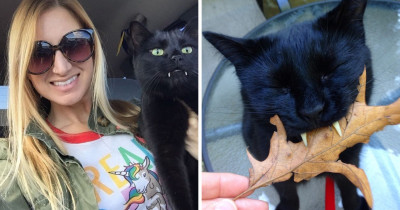 Monkey Is A Cute Vampire Cat And He Certainly Has The Personality To Match His Fangs