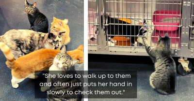 Cat Who Works At The Animal Hospital Does A Very Good Job Taking Care Of The Patients By Petting Them All
