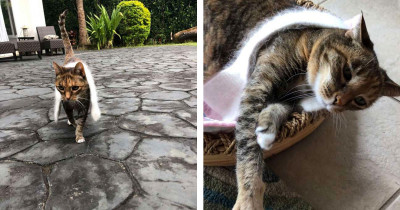 Cat Wears the Cutest Little Scarf and Refuses to Have It Taken Off
